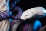 【In Stock】Zero Studio Naruto Orochimaru 1/4 Scale Resin Statue Deposit - Image 7