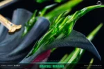【Pre order】Reset Studio POP One Piece Dracule Mihawk - Image 4
