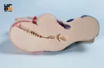 【Pre order】Bezlya - Rina Bondage Ver. Humanoid Masturbator (Copyright) - Image 10
